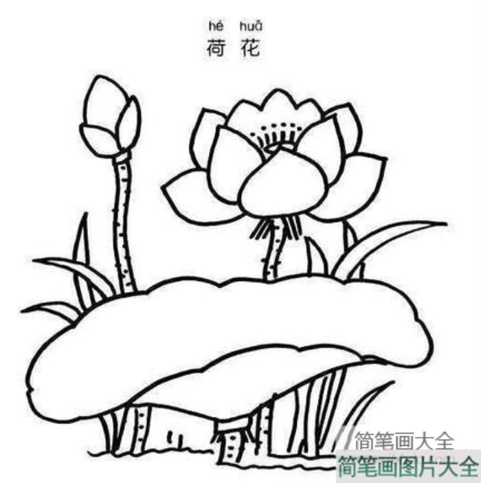 荷花简笔画图片大全_荷花手绘简笔画图片  第4张