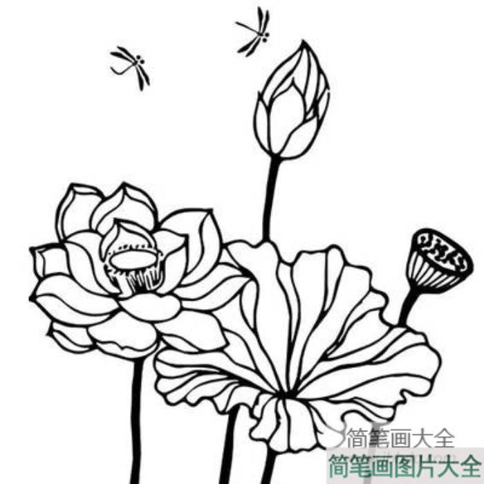 荷花简笔画图片大全_荷花手绘简笔画图片  第5张