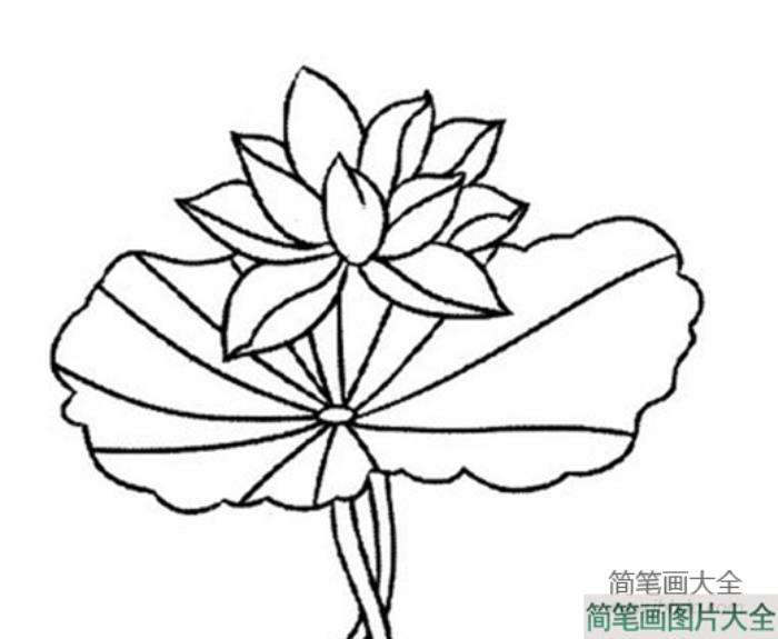 荷花简笔画图片大全_荷花手绘简笔画图片  第6张