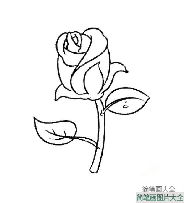 七夕情人节玫瑰花简笔画