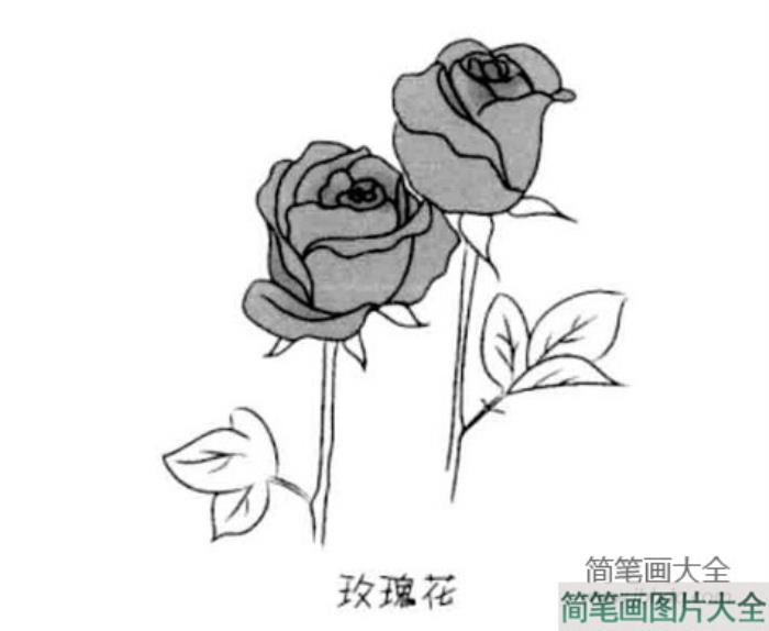 儿童简笔画玫瑰花的画法  第1张