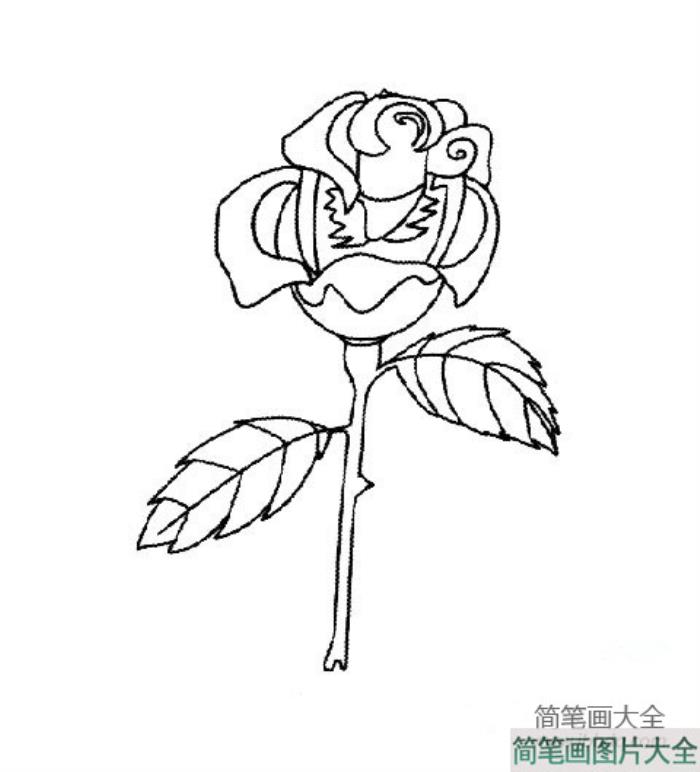 小学生玫瑰花简笔画设计素材  第2张