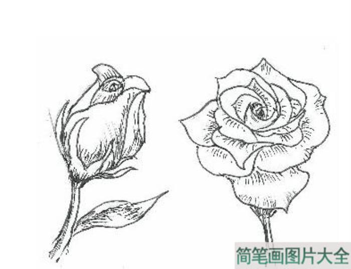 简单易学的玫瑰花简笔画图片  第2张