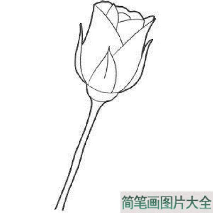 关于如何画玫瑰花简笔画  第3张