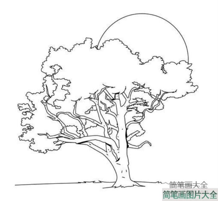 大树简笔画大全_秋天的大树  第3张