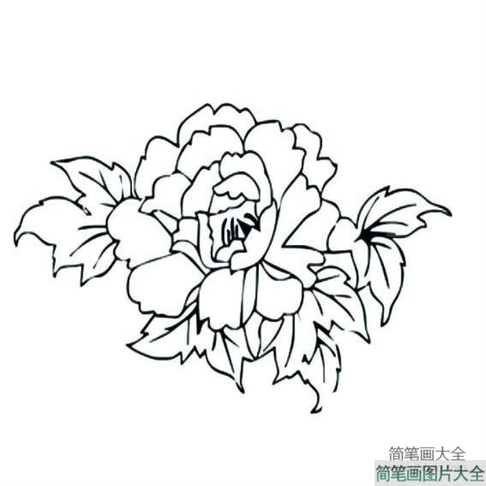 花朵简笔画_关于牡丹花的简笔画图片