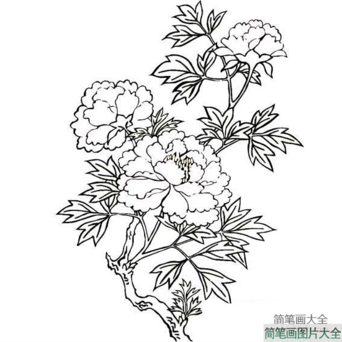 花朵简笔画_关于牡丹花的简笔画图片  第3张