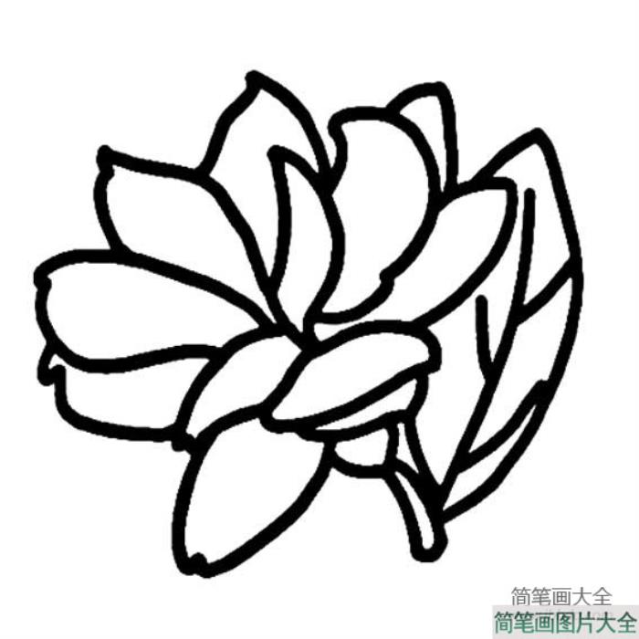 花朵简笔画_茉莉花简笔画图片  第3张