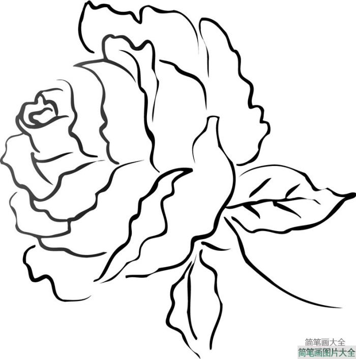 花朵简笔画_牡丹花简笔画图片大全  第3张