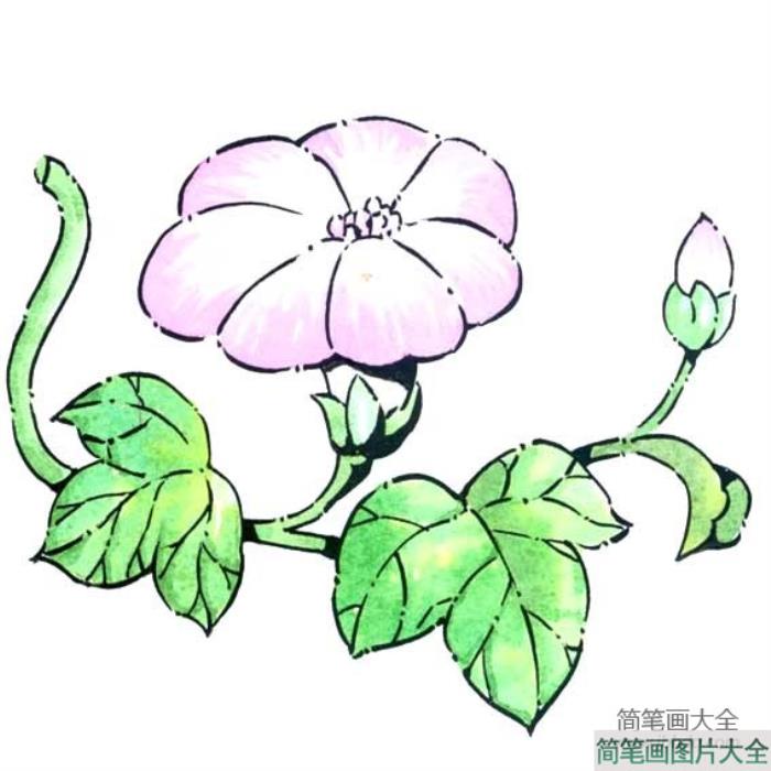 花朵简笔画_紫色牵牛花简笔画图片