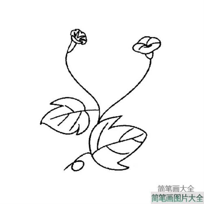 花朵简笔画_小巧可爱的牵牛花简笔画图片  第2张