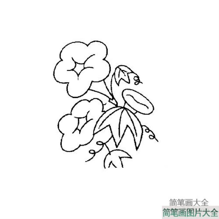 花朵简笔画_小巧可爱的牵牛花简笔画图片  第3张