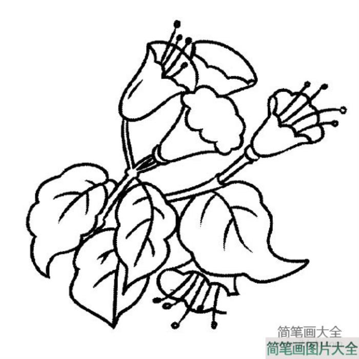 花朵简笔画_牵牛花简笔画怎么画