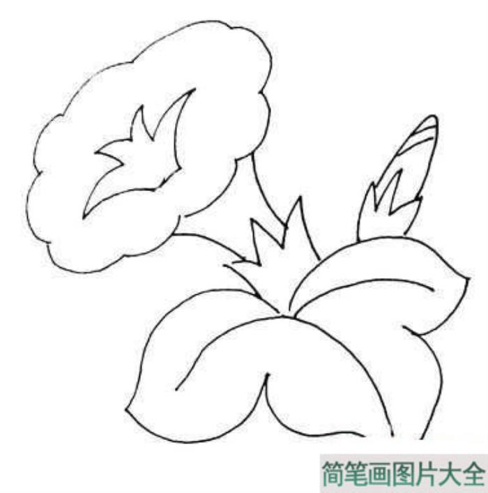 花朵简笔画_开放的牵牛花简笔画  第3张