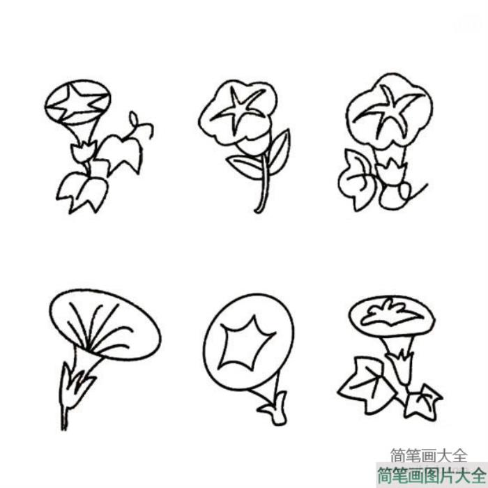 花朵简笔画_牵牛花简笔画图片大全