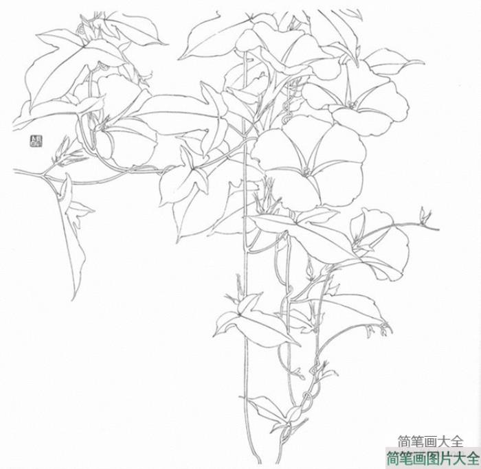 花朵简笔画_有关牵牛花简笔画图片  第2张