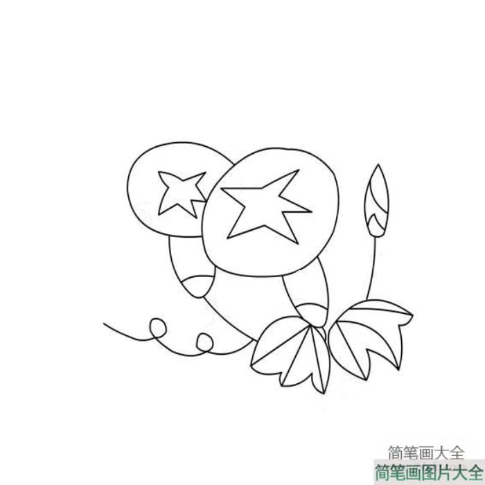 花朵简笔画_牵牛花简笔画图片