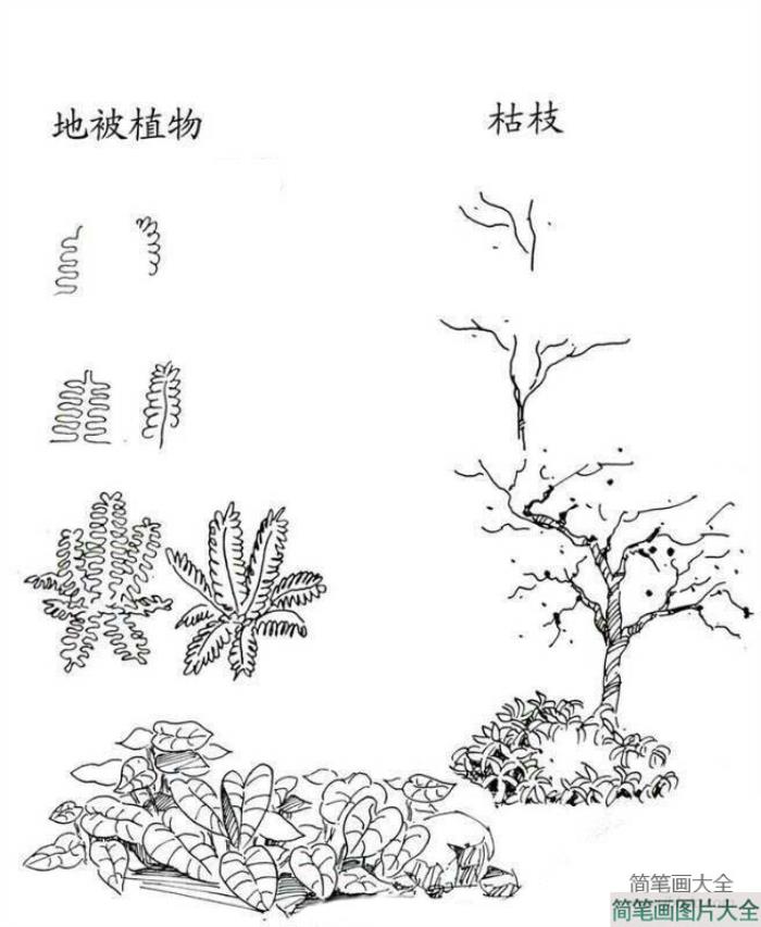 植物图片_地被植物和枯枝简笔画画法  第1张