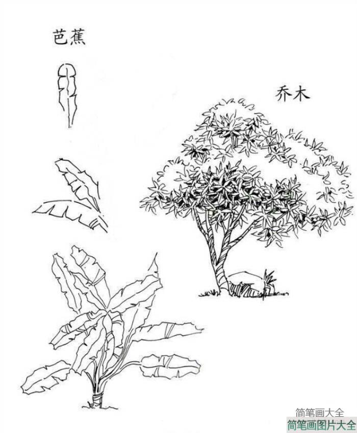 植物图片_芭蕉和乔木简笔画图片  第1张