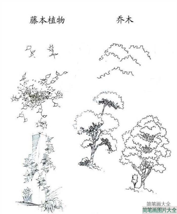 植物图片_藤本植物和乔木简笔画画法  第1张