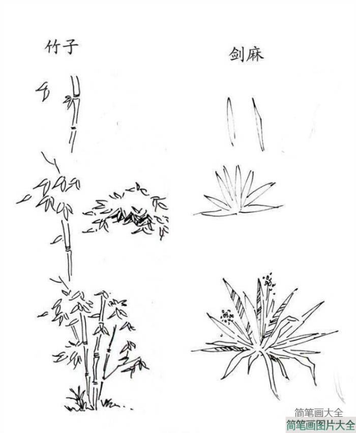 植物图片_竹子和剑麻的简笔画画法  第1张