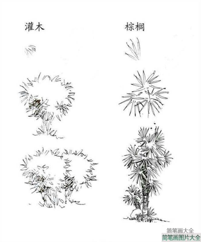 植物图片_灌木和棕榈简笔画画法  第1张