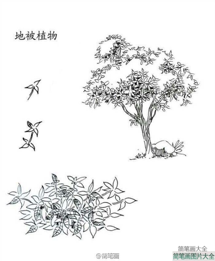 植物图片_地被植物简笔画画法  第1张