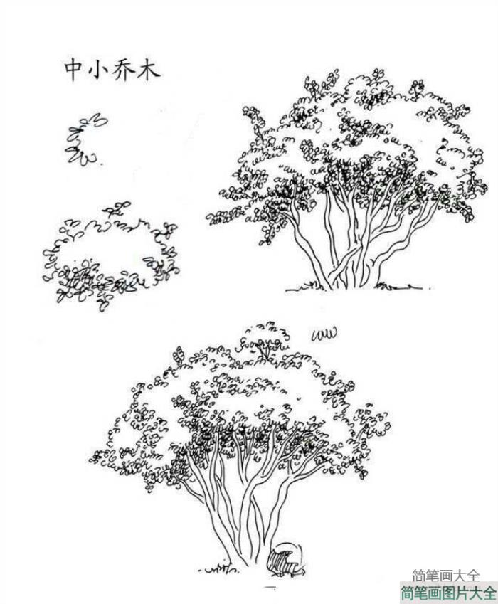 植物图片_中小乔木简笔画图片  第1张