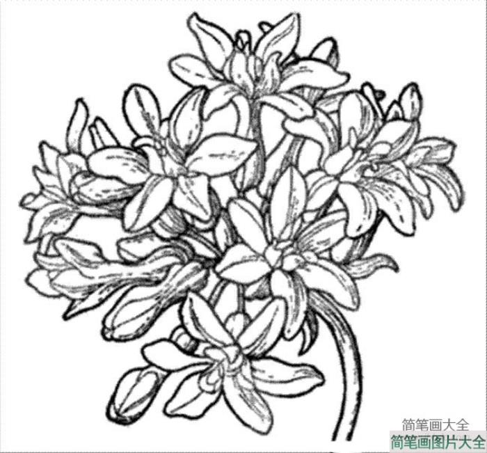 花朵图片_漂亮的绣球花简笔画图片  第1张