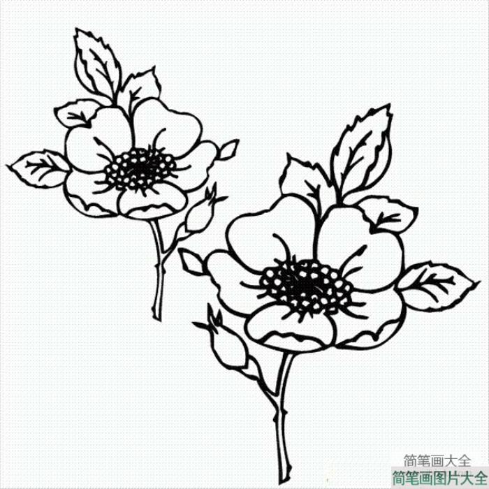 花朵图片_可爱的五瓣花简笔画图片