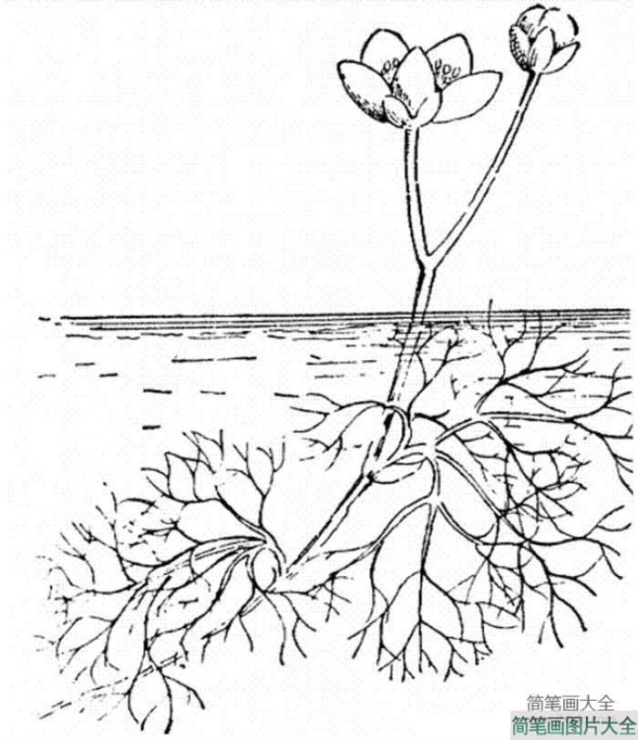 花朵图片_毛莨简笔画画法