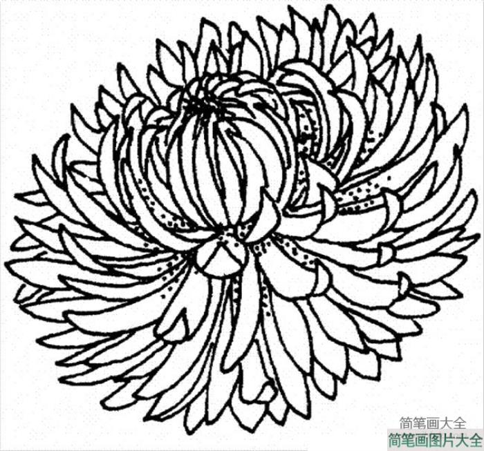 花朵图片_菊花的简笔画画法  第3张