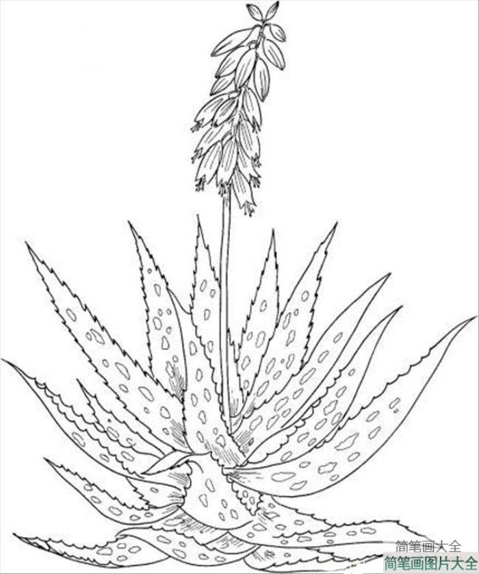 植物简笔画大全_芦荟简笔画图片