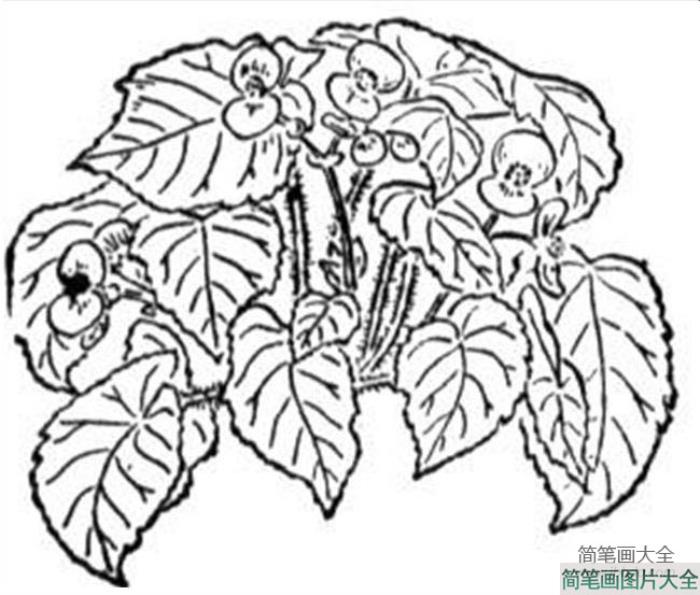 花简笔画图片大全_秋海棠简笔画  第2张