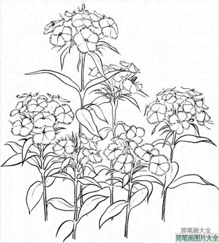 花简笔画图片大全_康乃馨简笔画图片  第2张