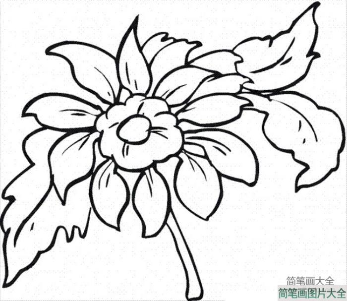 花简笔画图片大全_大丽花简笔画图片  第3张