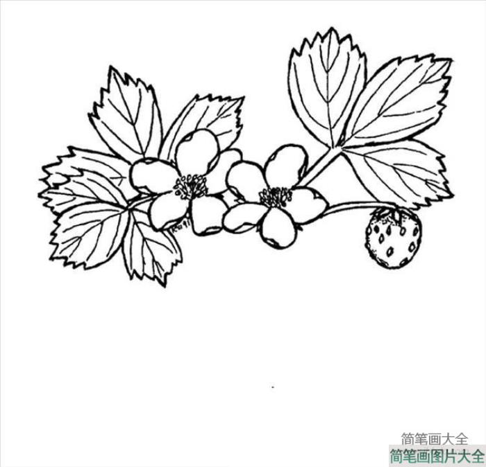 花简笔画图片大全_草莓花简笔画图片  第1张