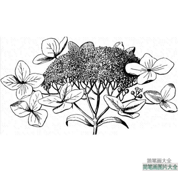 花朵简笔画_绣球花简笔画图片  第1张