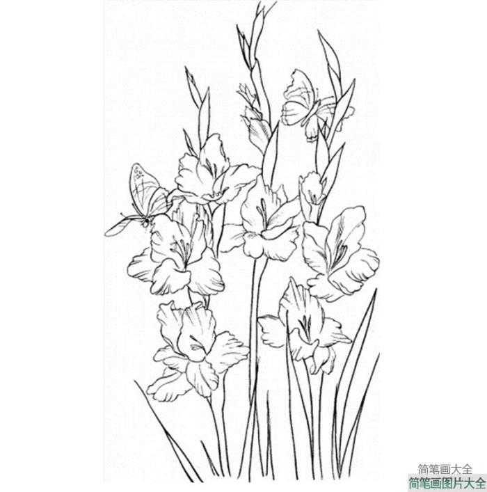 花朵简笔画_唐菖蒲简笔画图片  第2张