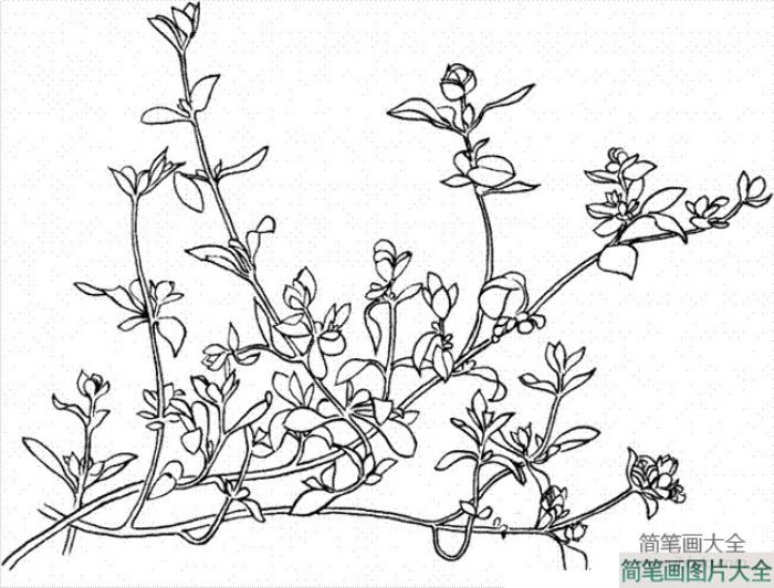 花朵简笔画_墨角兰简笔画  第1张