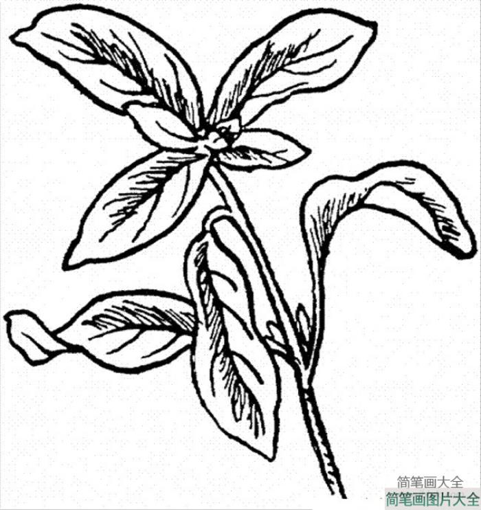 花朵简笔画_墨角兰简笔画  第2张