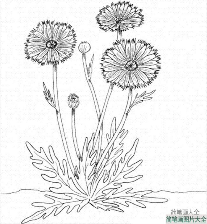 花朵简笔画图片_金盏花简笔画  第1张