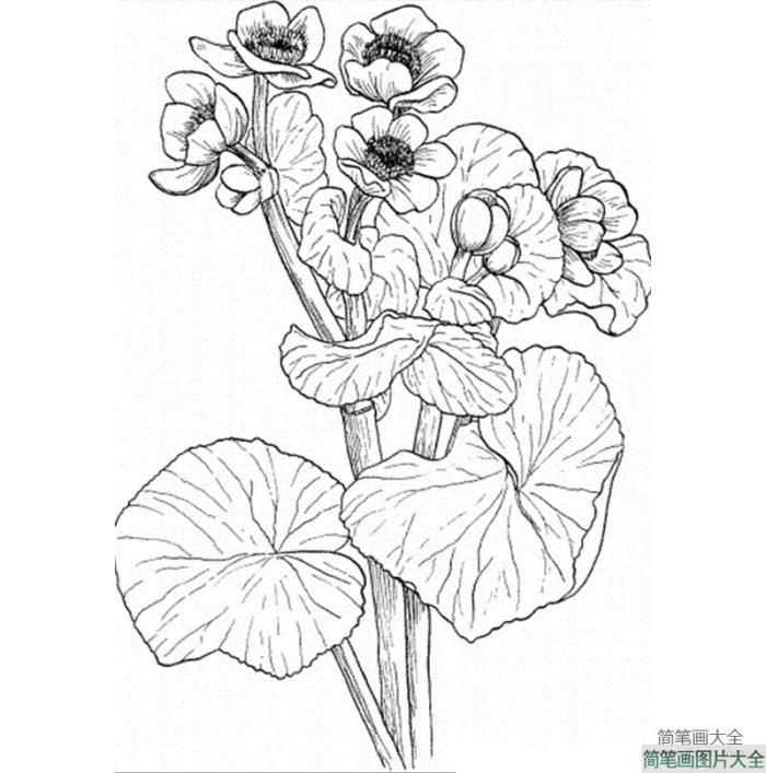 花朵简笔画图片_金盏花简笔画  第2张