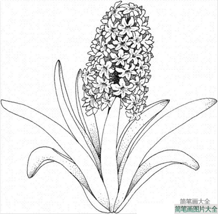 花朵简笔画图片_风信子简笔画  第1张