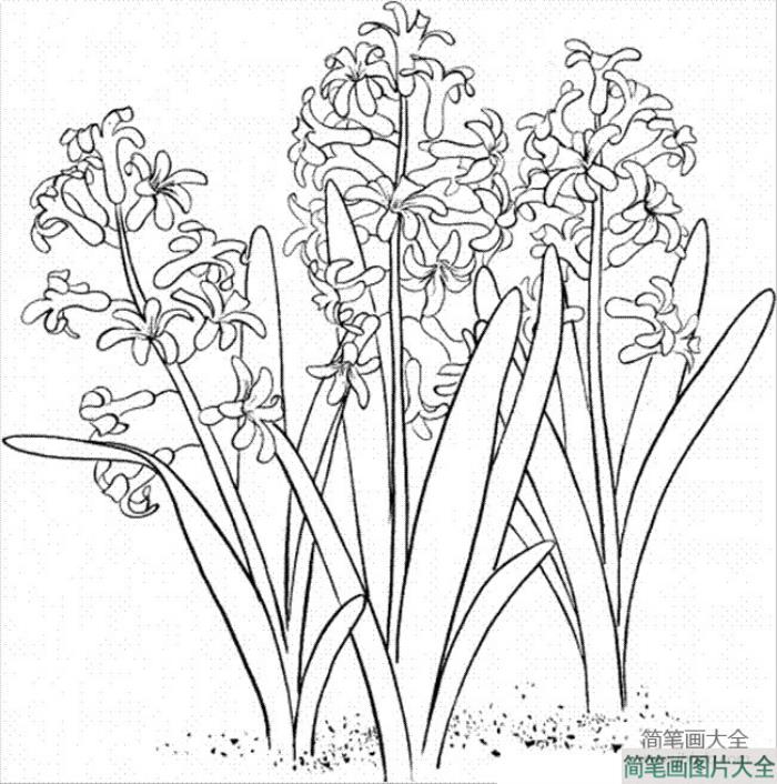 花朵简笔画图片_风信子简笔画  第2张