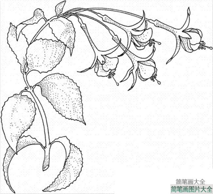 花朵简笔画图片_灯笼海棠简笔画  第2张