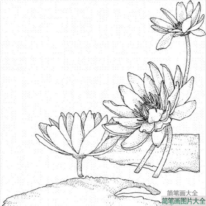 花朵的画法大全_莲花简笔画图片  第1张