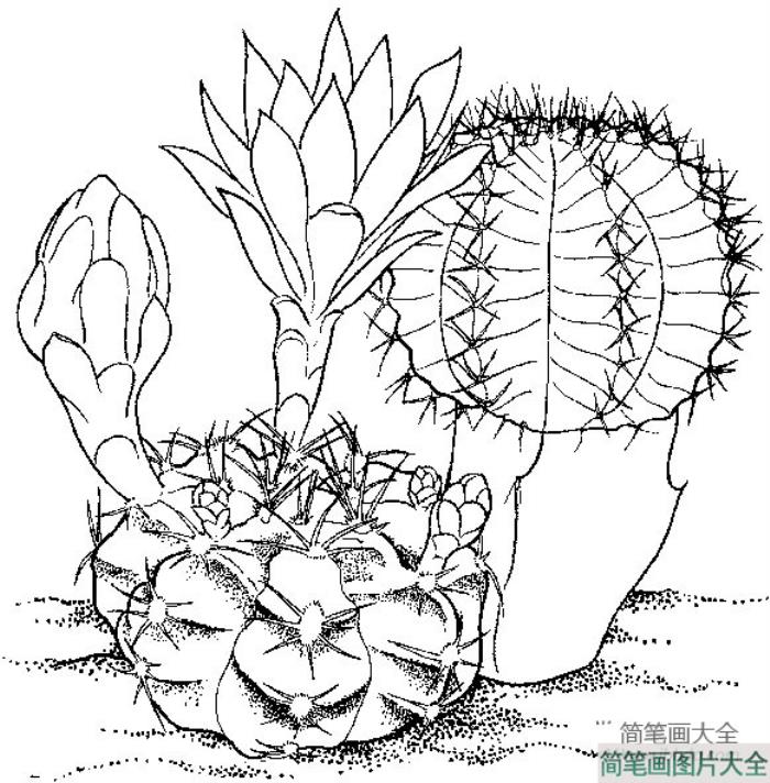 植物简笔画大全_仙人球简笔画