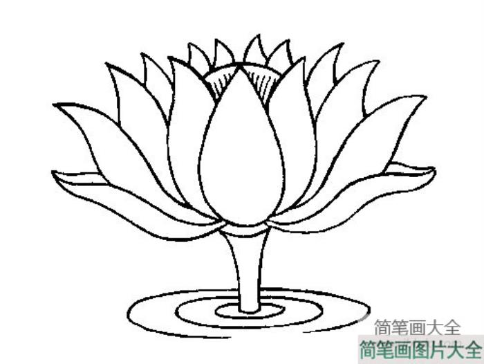 花朵简笔画_简单的花朵简笔画