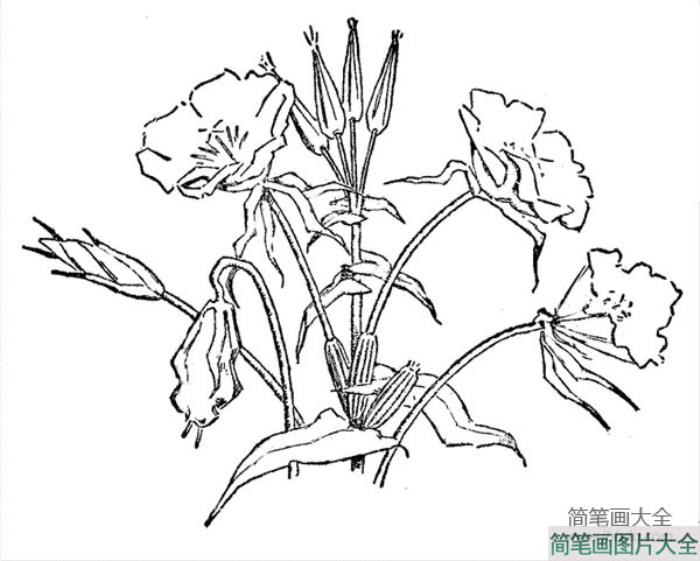 花朵简笔画_花朵的画法简笔画  第1张